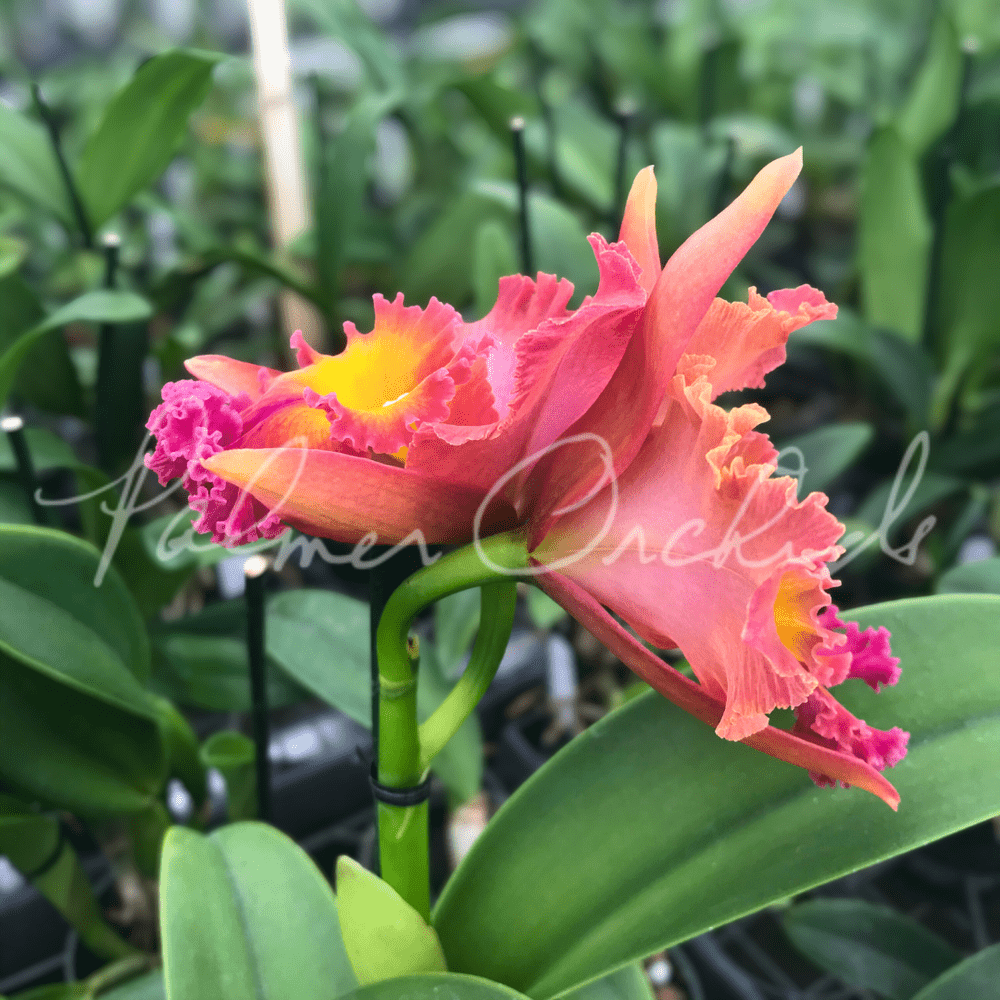 Rlc. Ryoko — Palmer Orchids